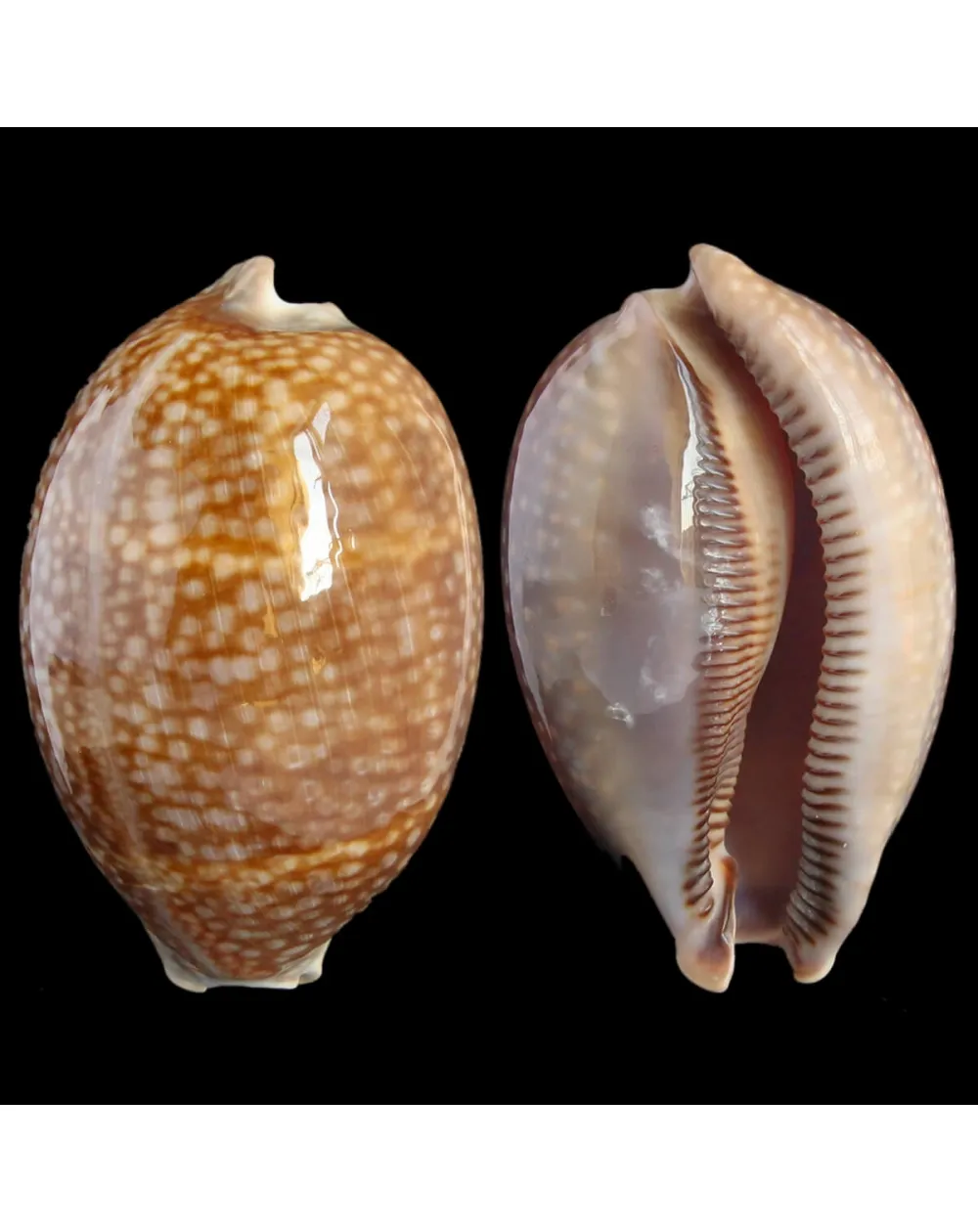 Macrocypraea Cervus