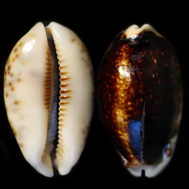Mauritia Eglantina Niger