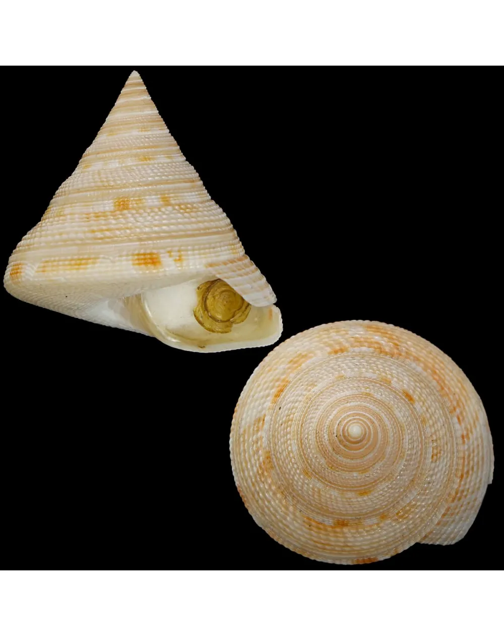 Mikadotrochus Gotoi