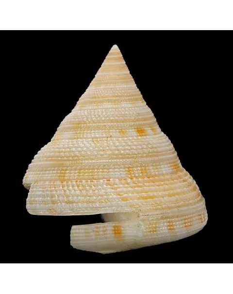 Mikadotrochus Gotoi