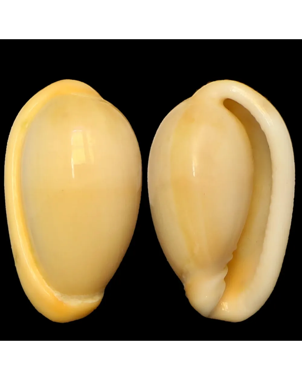 Closia Giadae