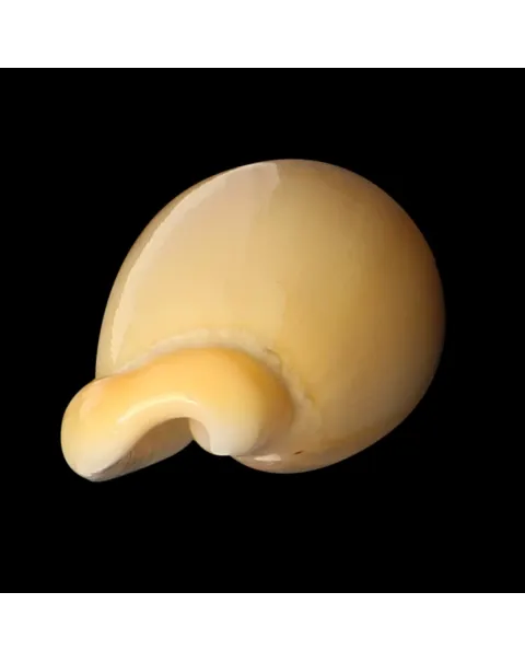 Closia Giadae