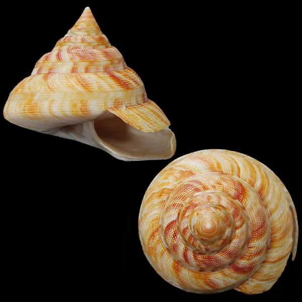 Mikadotrochus Hirasei