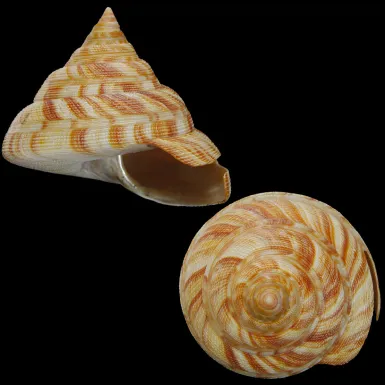 Mikadotrochus Hirasei