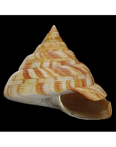 Mikadotrochus Hirasei