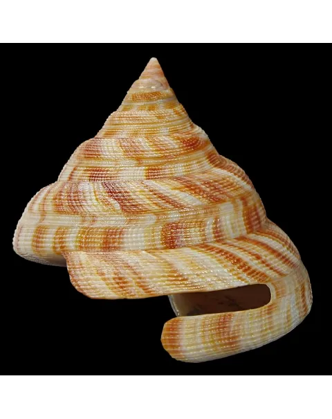 Mikadotrochus Hirasei