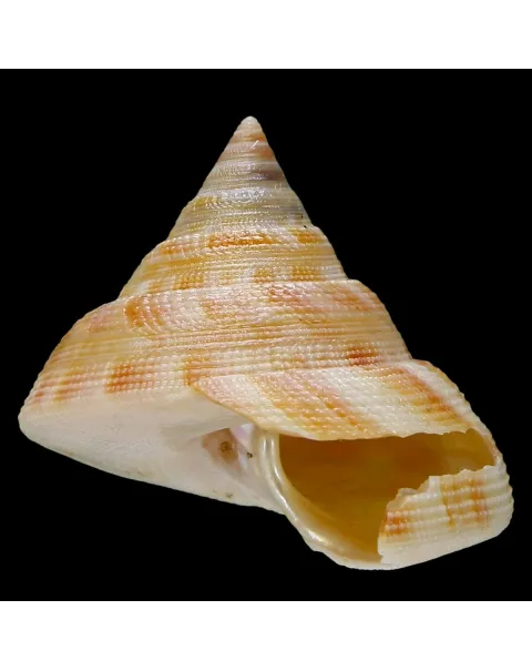 Mikadotrochus Hirasei