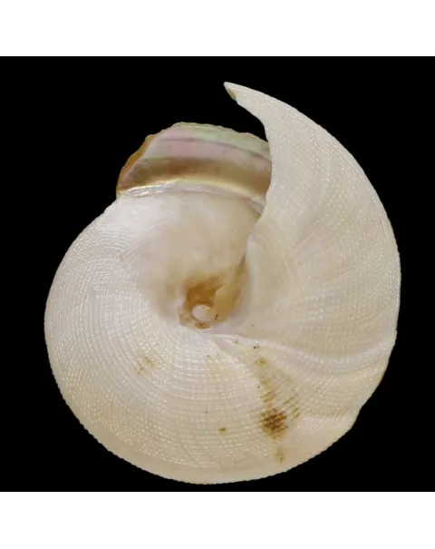 Mikadotrochus Hirasei