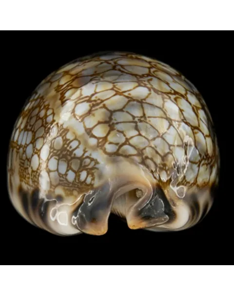 Mauritia Histrio