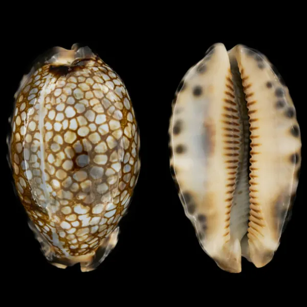 Mauritia Histrio