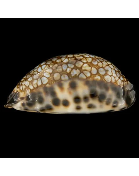 Mauritia Histrio