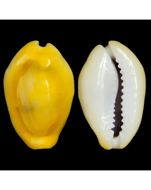 Monetaria Moneta