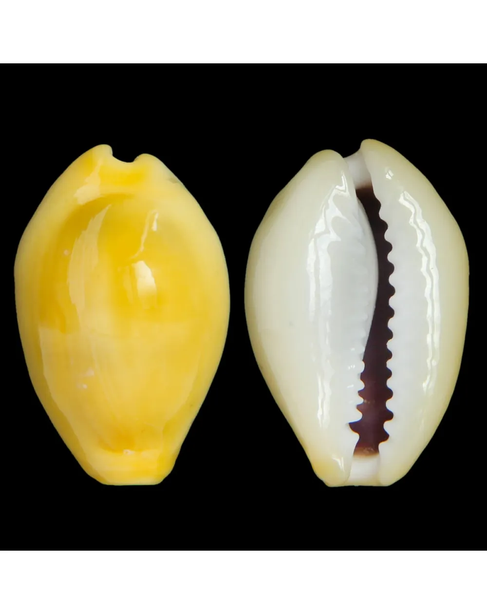 Monetaria Moneta