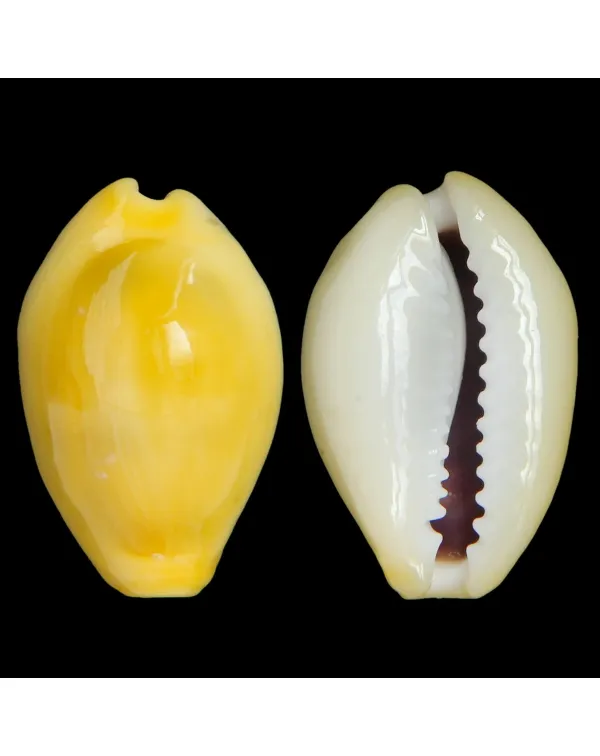 Monetaria Moneta