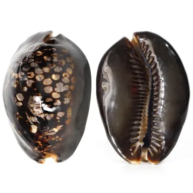 Mauritia Mauritiana
