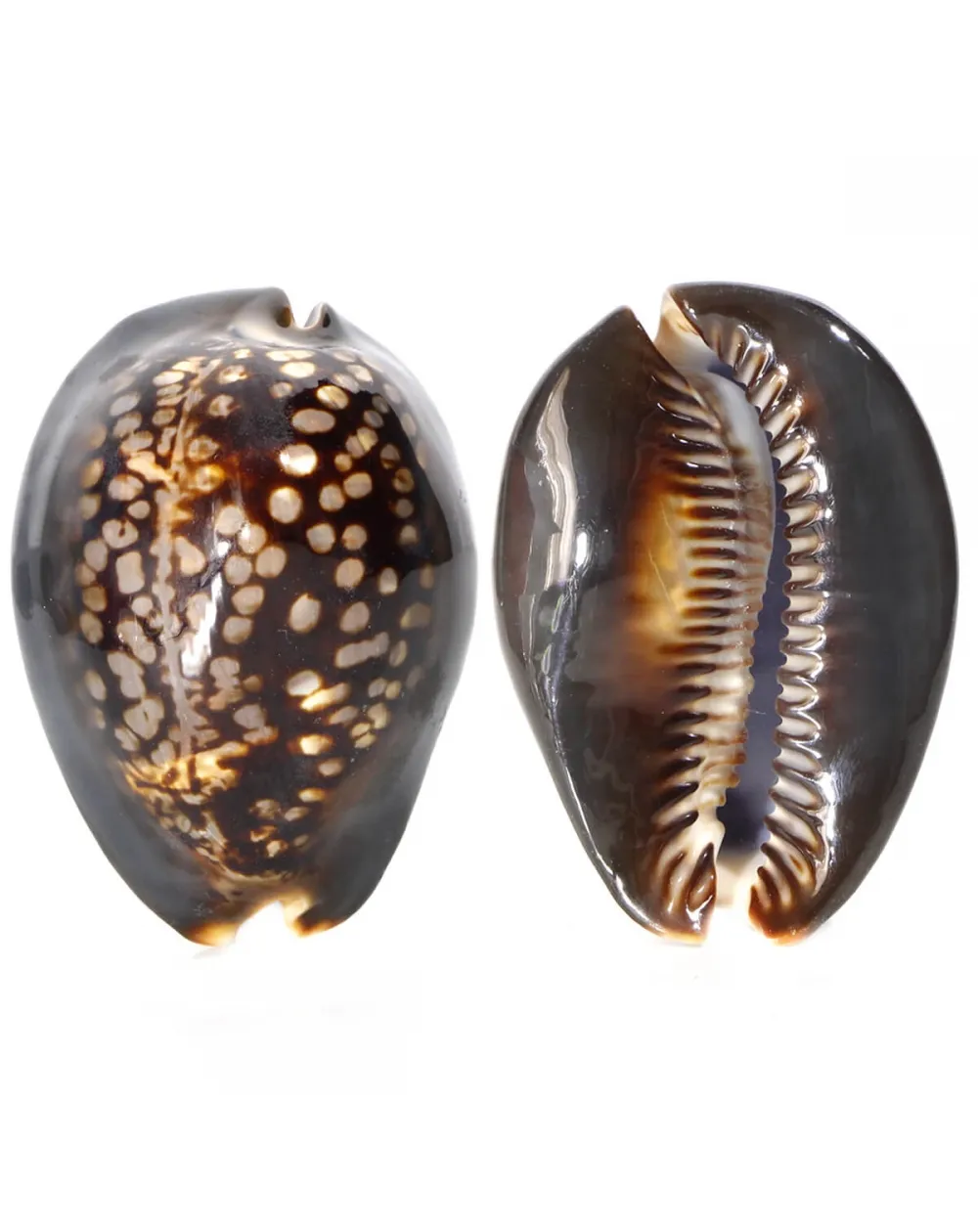 Mauritia Mauritiana