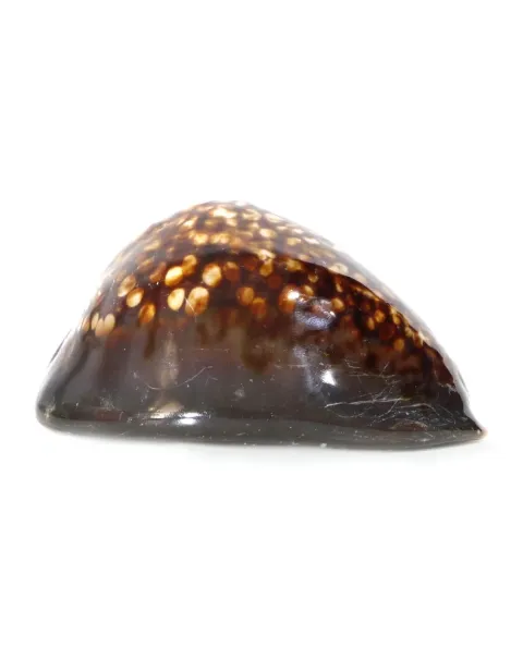 Mauritia Mauritiana