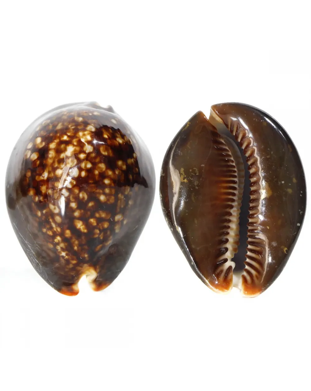 Mauritia Mauritiana
