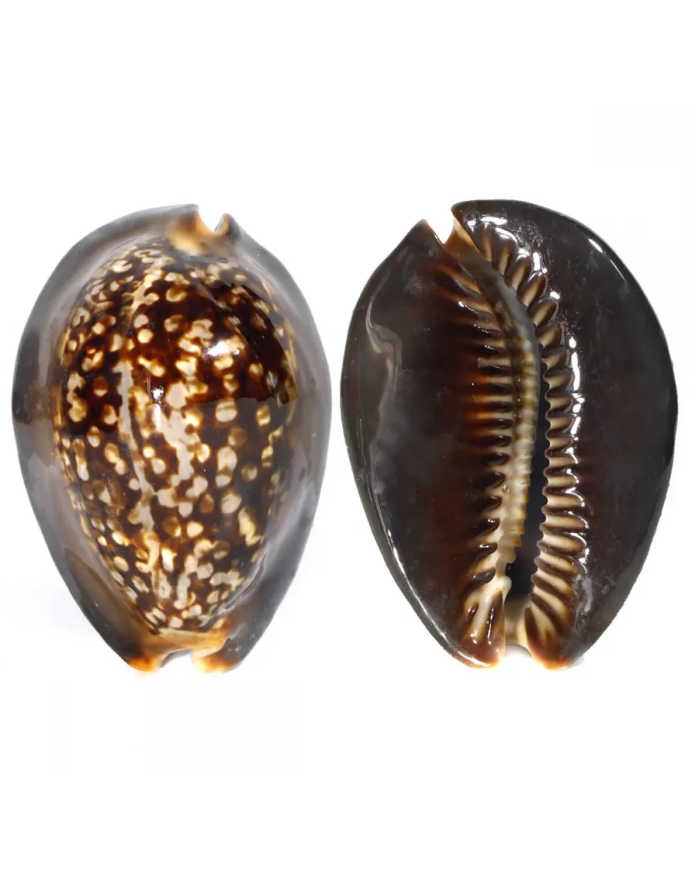 Mauritia Mauritiana
