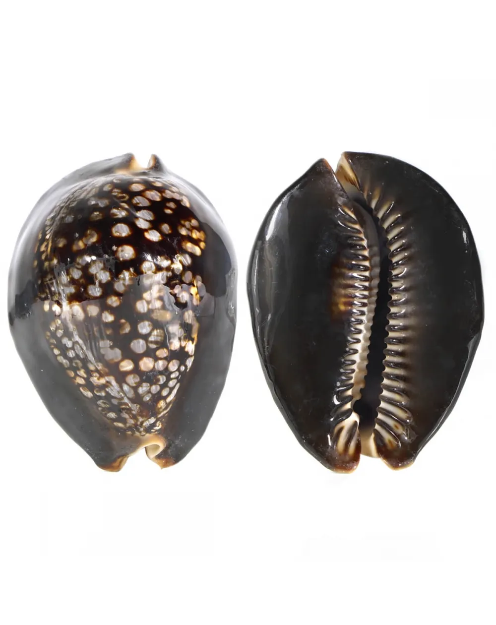 Mauritia Mauritiana