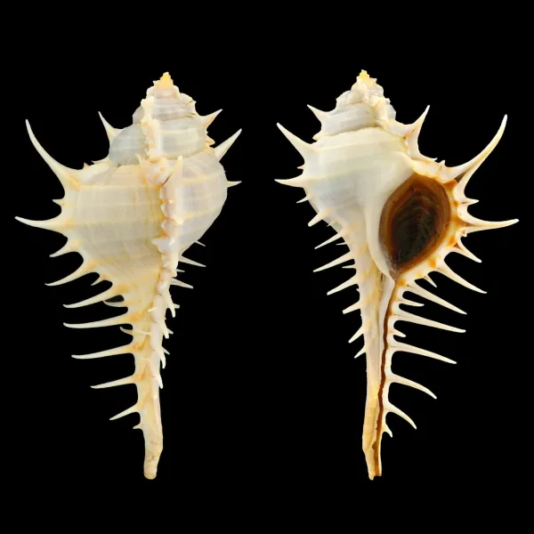 Murex Echinodes