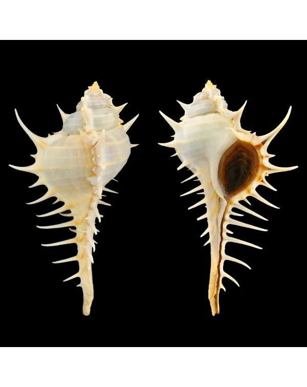 Murex Echinodes