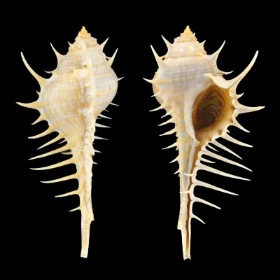 Murex Echinodes