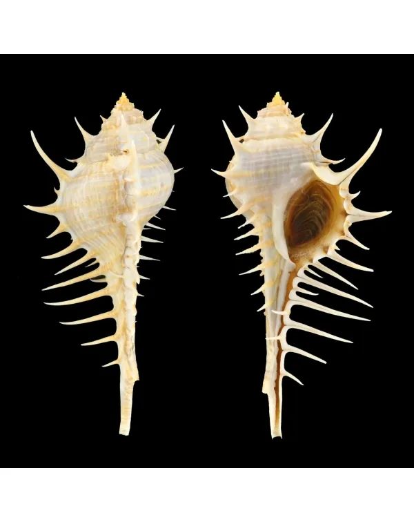 Murex Echinodes