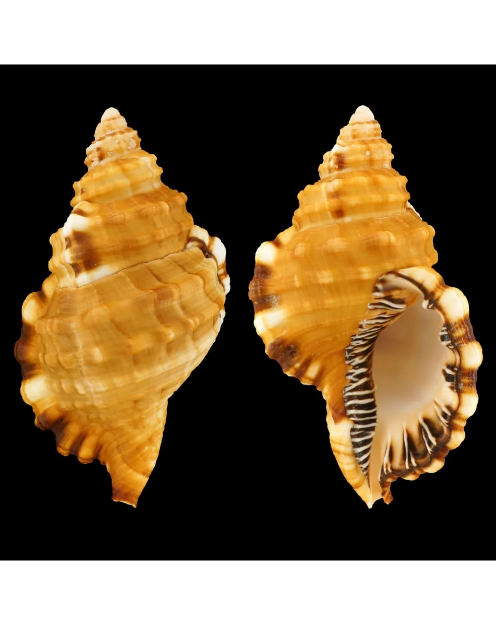 Monoplex Parthenopeus
