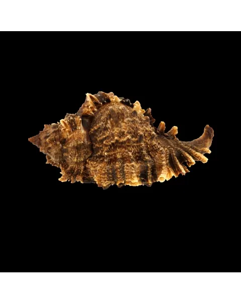 Phyllonotus Pomum