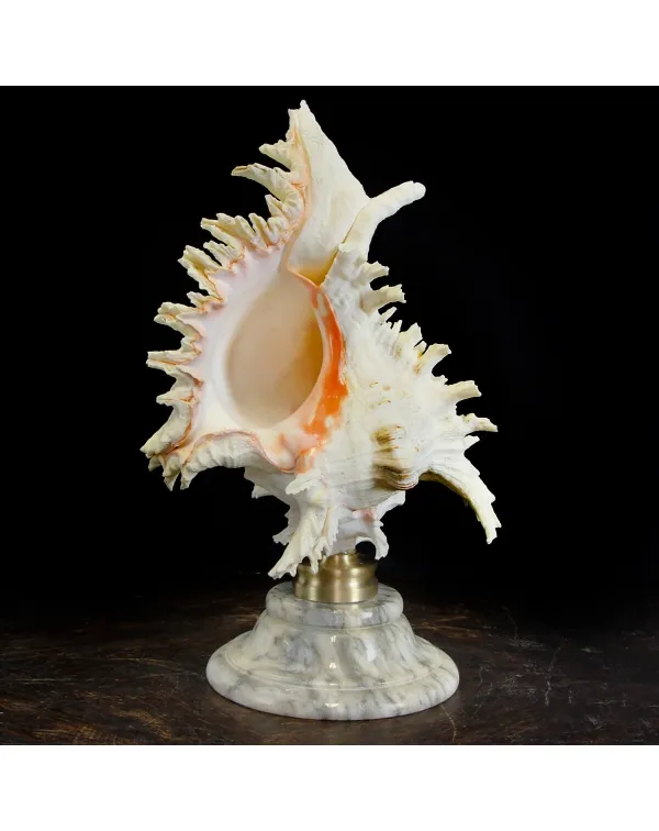 Chicoreus Ramosus Extra su base in marmo