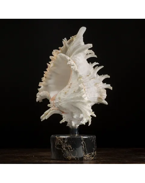 Chicoreus Ramosus Extra