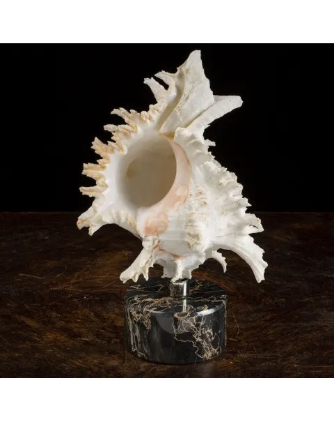 Chicoreus Ramosus Extra