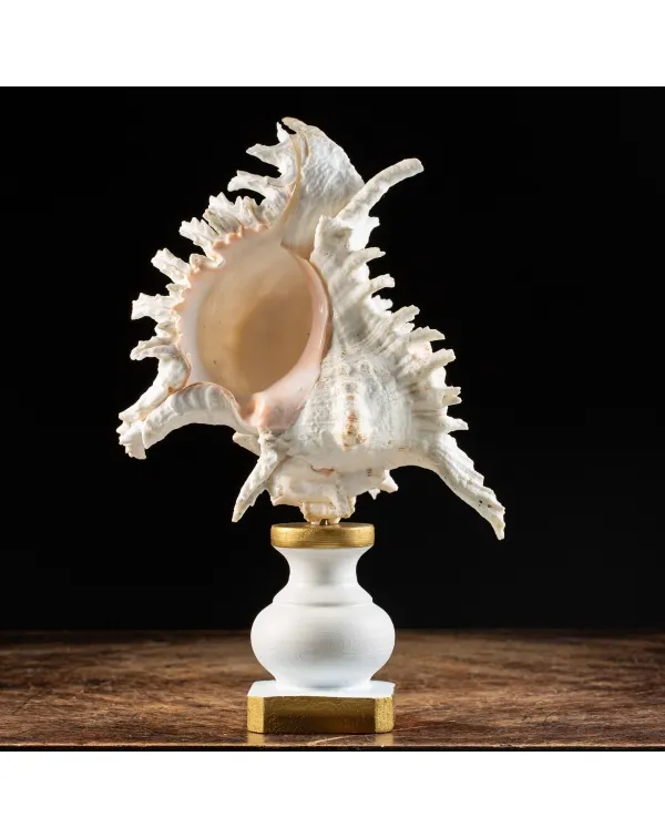 Chicoreus Ramosus su base in legno