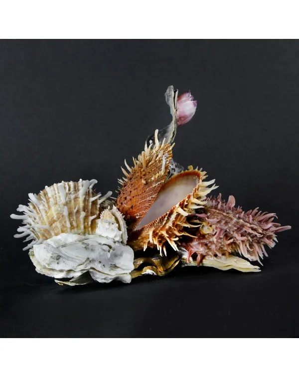 Malleus Albus e Spondylus Variegatus