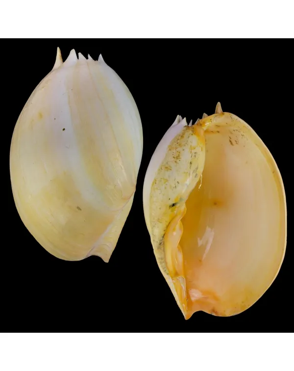 Melo Amphora
