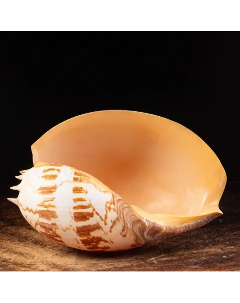 Melo Umbilicatus
