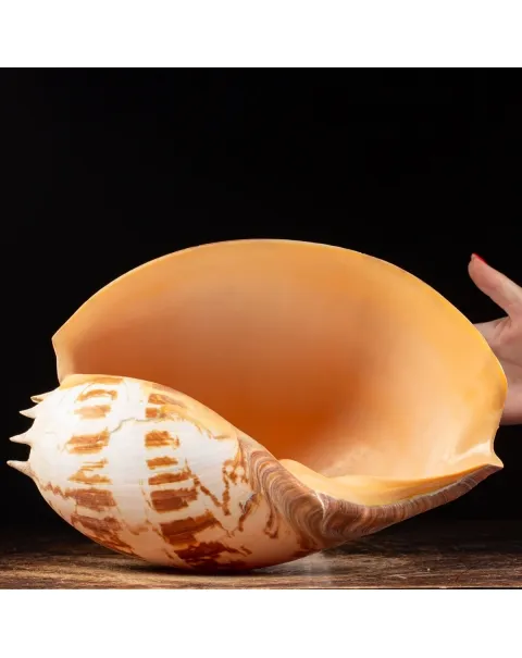 Melo Umbilicatus