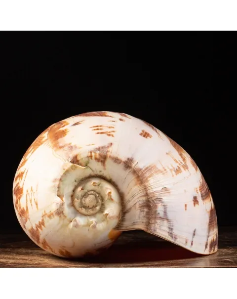 Melo Umbilicatus