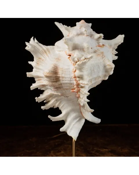 Chicoreus Ramosus