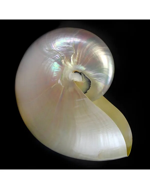 Nautilus Pompilius Madreperla