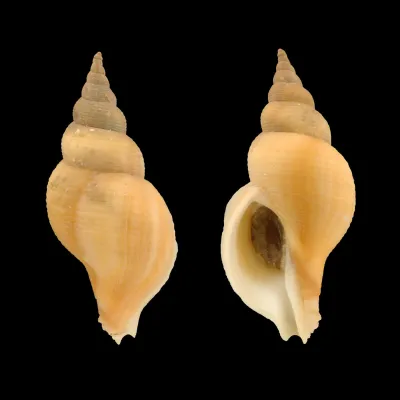Neptunea Contraria