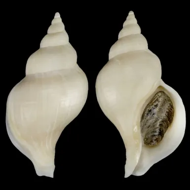 Neptunea Fukueae