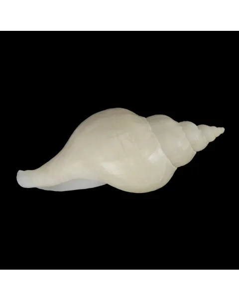 Neptunea Fukueae