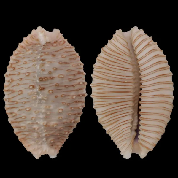 Nucleolaria Granulata 