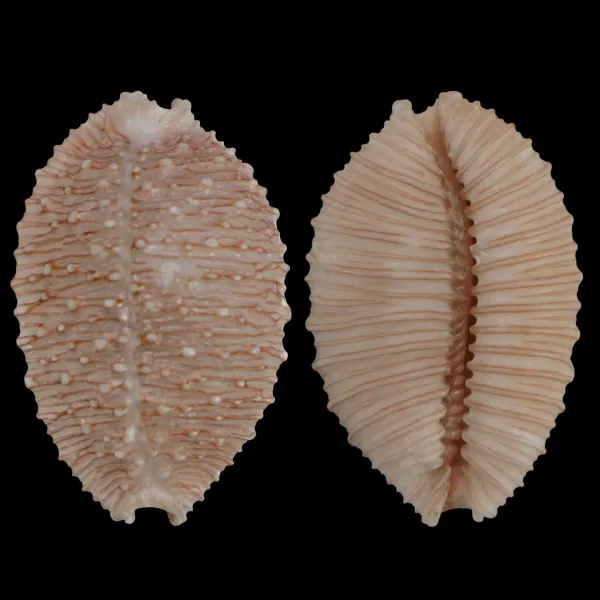 Nucleolaria Granulata 