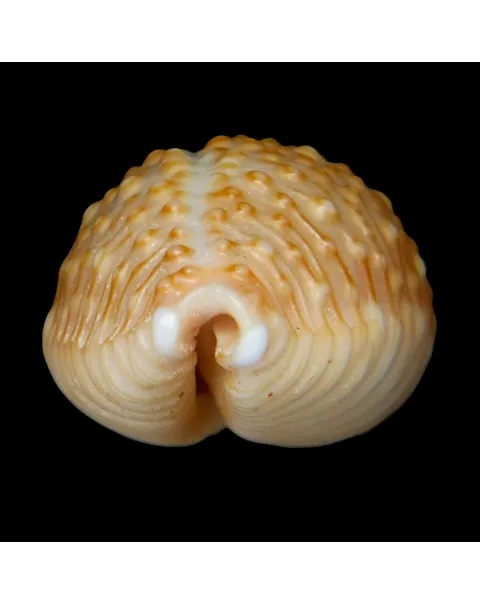 Nucleolaria Nucleus