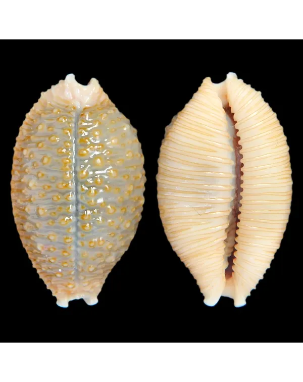 Nucleolaria Nucleus