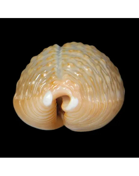 Nucleolaria Nucleus