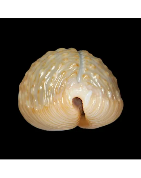 Nucleolaria Nucleus